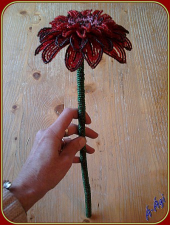 gerbera, életnagyságban